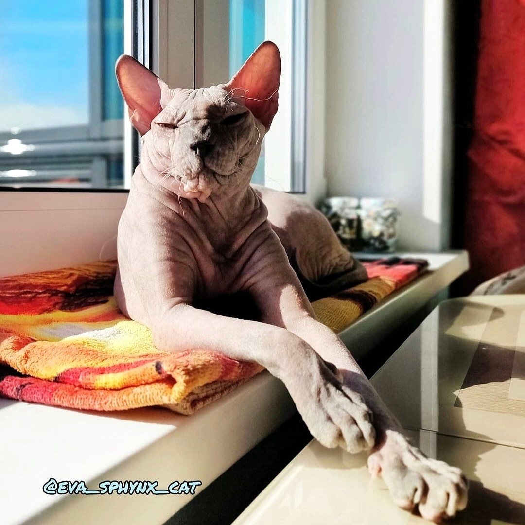 eva_sphynx_cat в LOOKY — фото 1