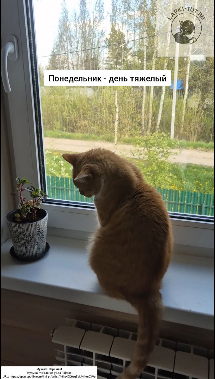 lapkitutru в LOOKY. #лапкитут,#обучение,#кошкавдоме,#мастерская. Внезапно вспомнили, ...