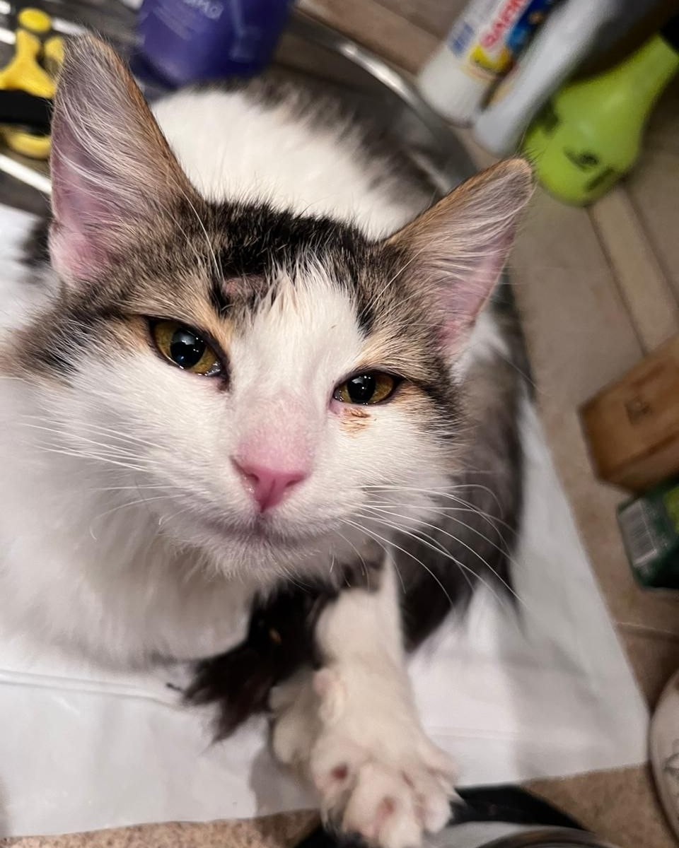 [#looky_топ](looky_топ) [#looky_нейронка](looky_нейронка) [#кот](кот) [#котики](котики) 