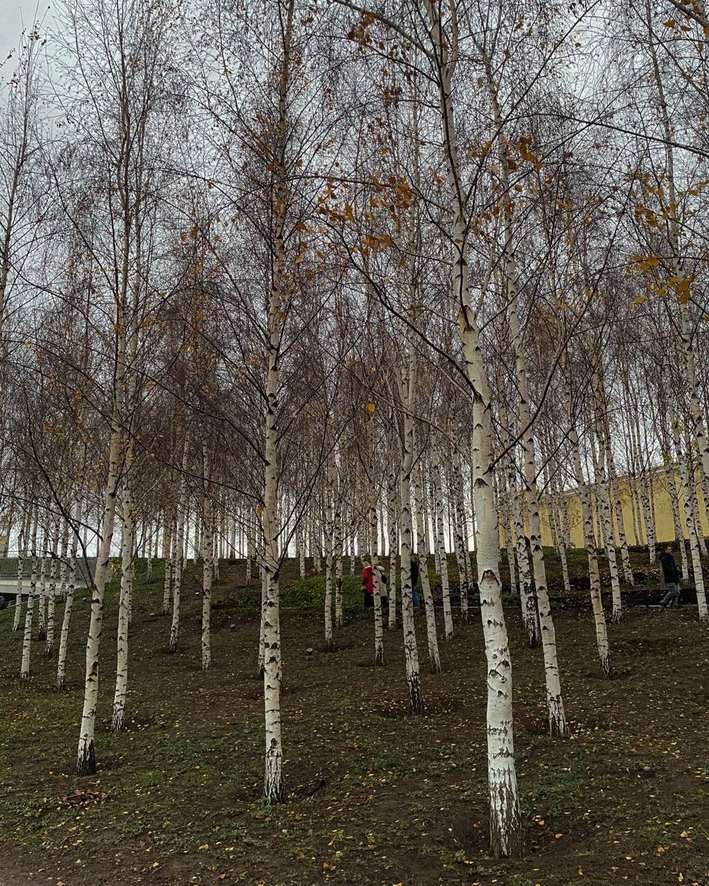 w_dernier.souvenir в LOOKY. #чувства,#осень,#подорожник. Осень приходит 

Не ...