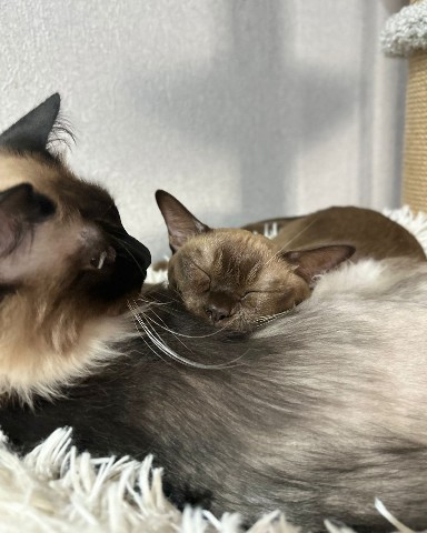 Кибер котлета в LOOKY. . 