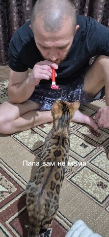 myshka.musya.marusya в LOOKY — #кошки #котики #коты [#рекомендации ](рекомендации)