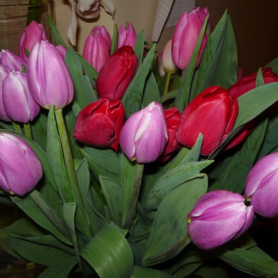 Дорогие девочки 🌷🌷🌷🌷🌷
С 8 марта вас 🌷🌷🌷🌷🌷
Счастья всем 🌷🌷🌷🌷
[#спраздником](спраздником) [#8марта](8марта) [#8_марта](8_марта) #тюльпаны #даритевсемцветы