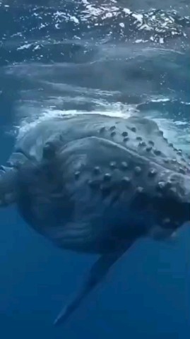 Looky_1710656386711 в LOOKY. . 🐋 У китов есть родс...