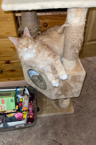 guess.mainecoon в LOOKY. #хвостатый_друг. #хвостатый_друг
Я бы...