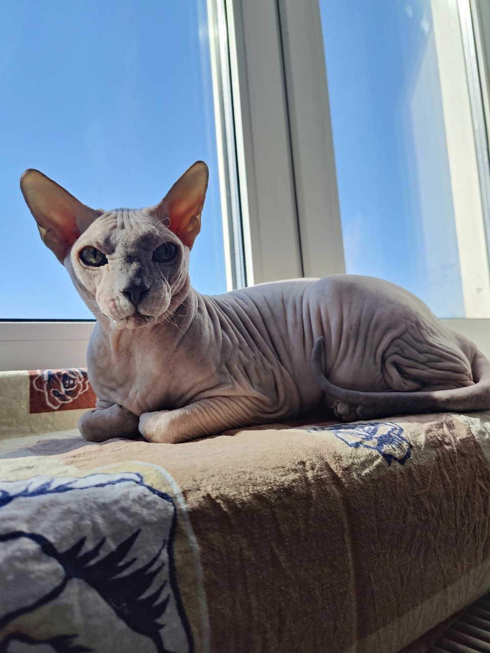 eva_sphynx_cat в LOOKY — фото 3