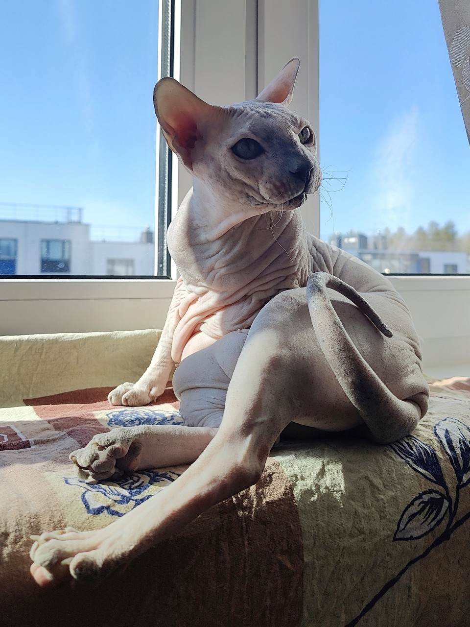 eva_sphynx_cat в LOOKY — фото 2