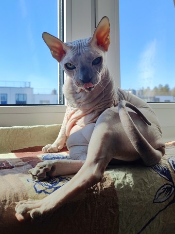 eva_sphynx_cat в LOOKY. #ева,#сфинкс,#sphynx,#донскойсфинкс,#кошка,#котики,#котэ,#лысая,#evasphynxcat,#мыизкотограмаlooky,#looky_official,#looky,#LOOKY_контент,#looky_you,#you. Привет, друзья! С по...