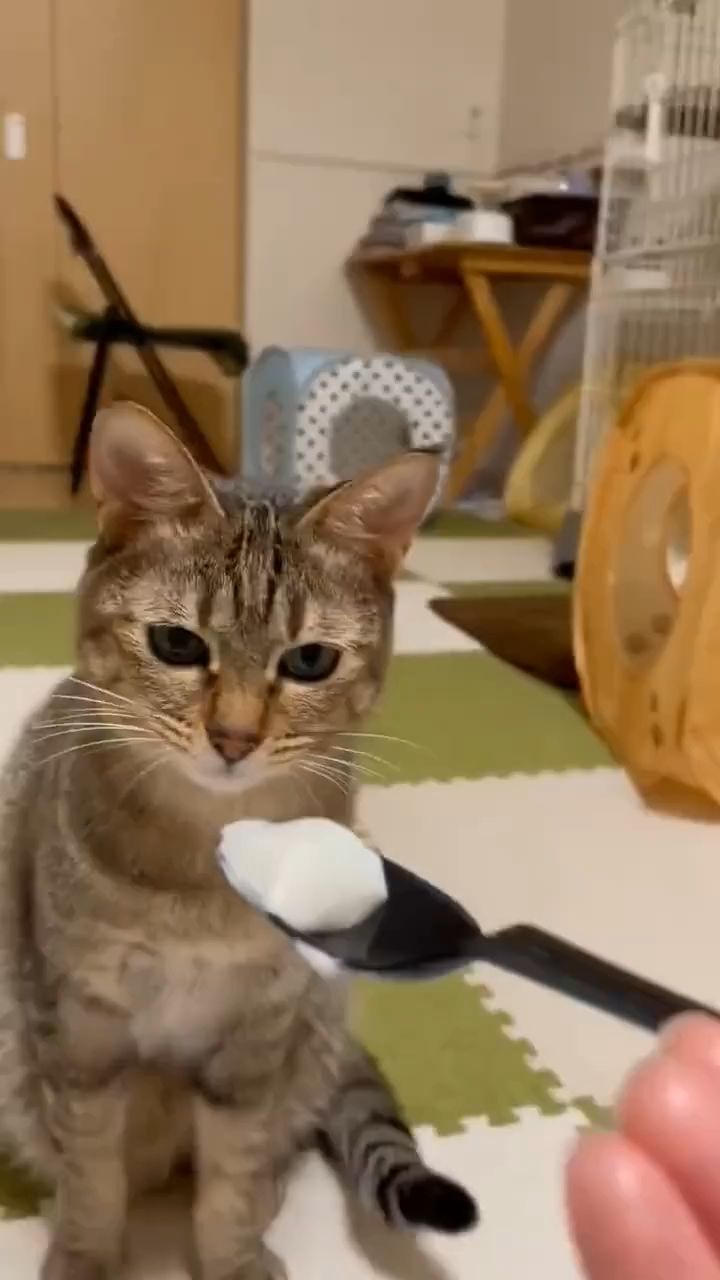 MAZIK43 в LOOKY. #Котики. #Котики️
