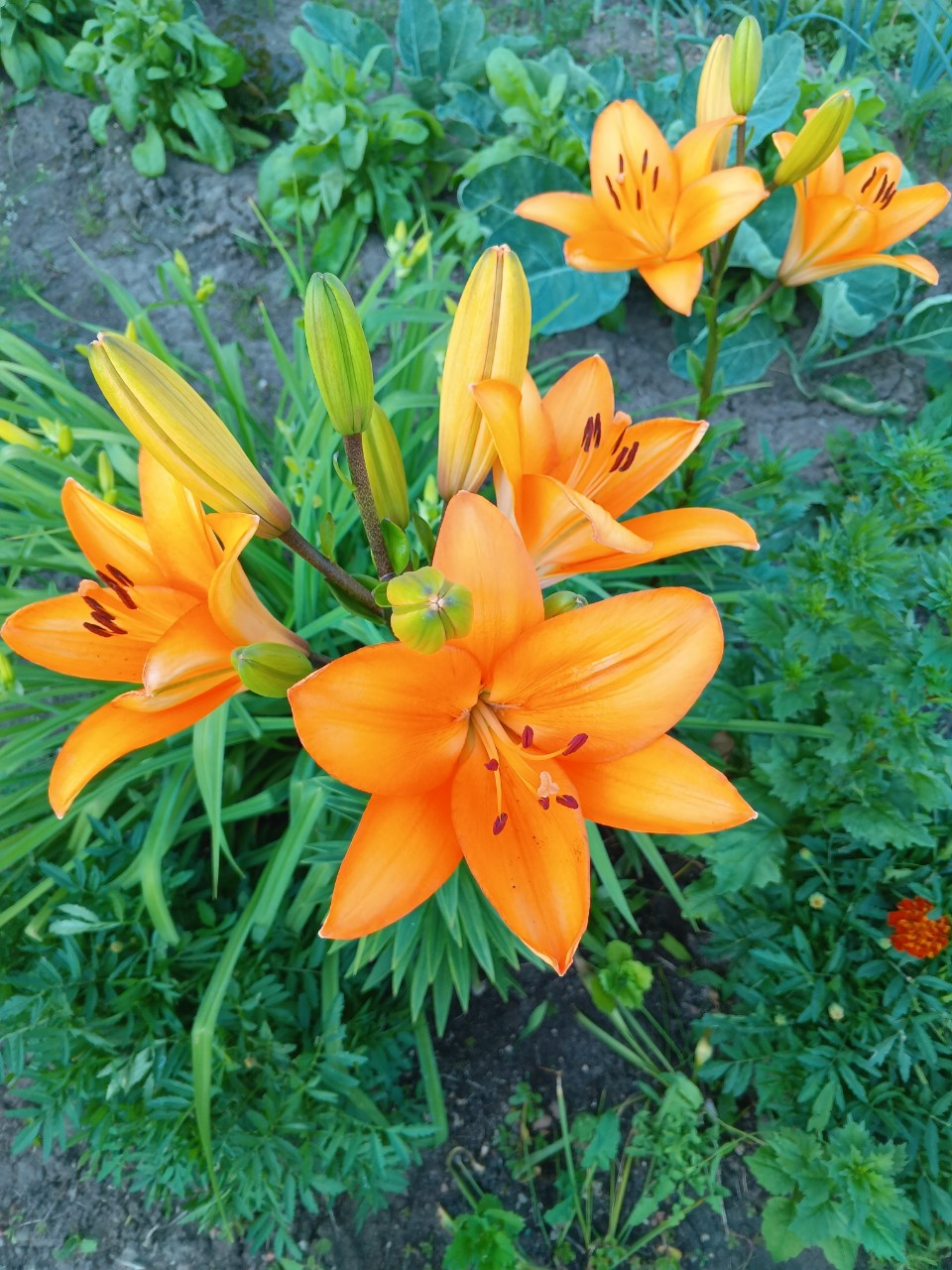 Ещё одни красавицы расцвели 🌸🌸🌸