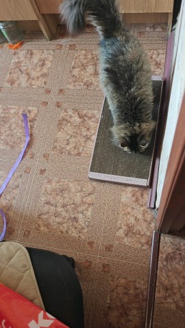 ✅️"Обожаемая когтеточка😁 Спасибо за ваши когтедралки, первая год прослужила."✅️
-отзыв Милы Ахмадуллиной 
www.kogtedralka.ru 

#кошки #котики #котята #прокошек #когтеточки #когтедралка #рекомендации #актуальное #важно #cats #питомцы #животные #круто #супер #номер1 #чудо  #интересно #красота #сегодня #счастье #любовь #лучшаякогтеточка #топ