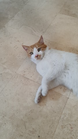 Dionysos в LOOKY. #cat. #cat