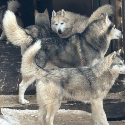nadushkatyrina в LOOKY. . Этномир. Калужская о...