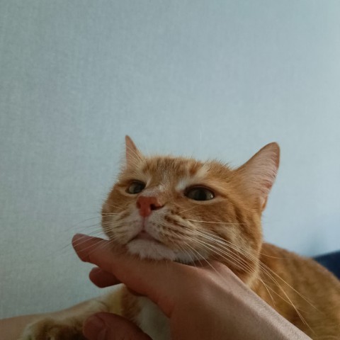 Кот Зяма в LOOKY. . Вечерние почешули.
[...