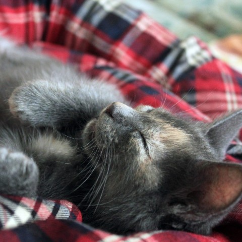 Looky_1691242457766 в LOOKY. #кошка,#домашниеживотные,#Левашов. #кошка #домашниеживо...