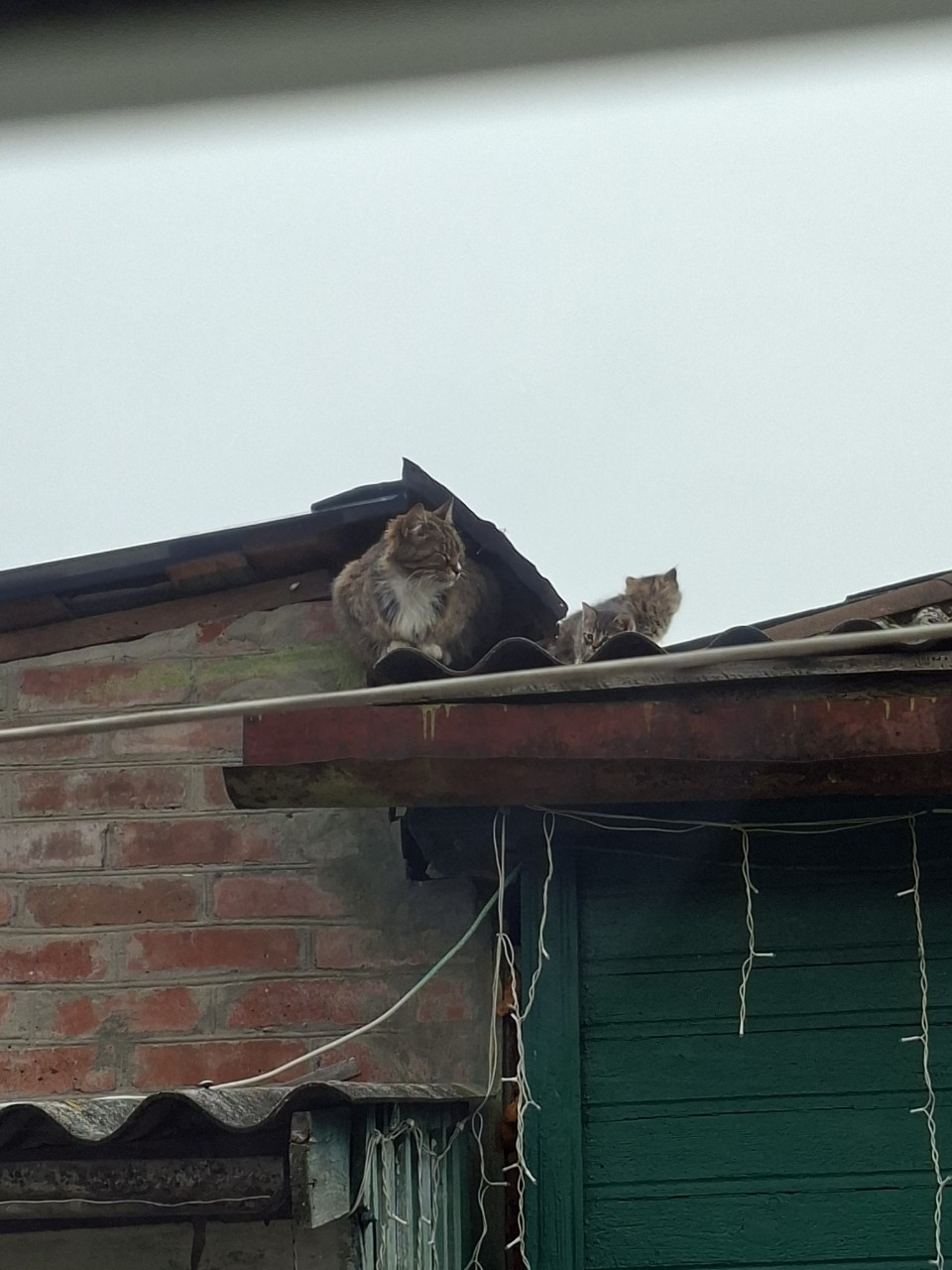 Коты прилетели к празднику