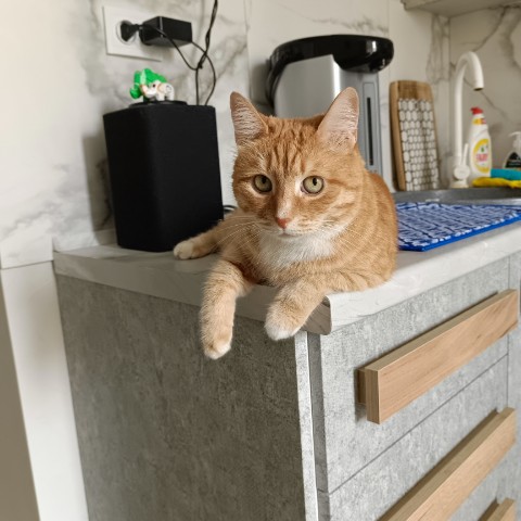 Кот Зяма в LOOKY. . Кур. филе есть? 
А е...