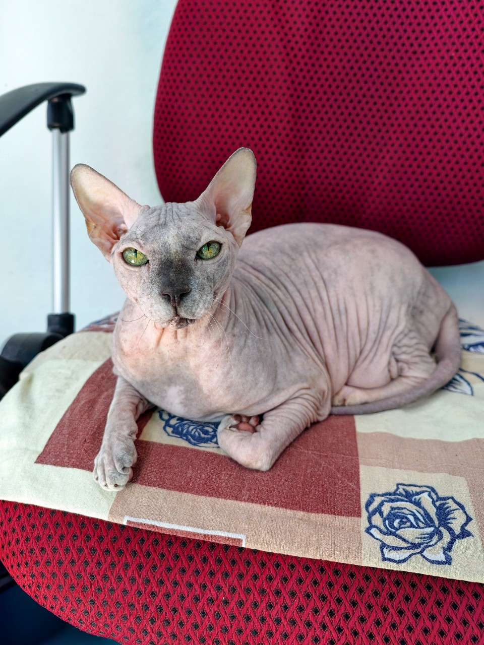 eva_sphynx_cat в LOOKY — фото 3