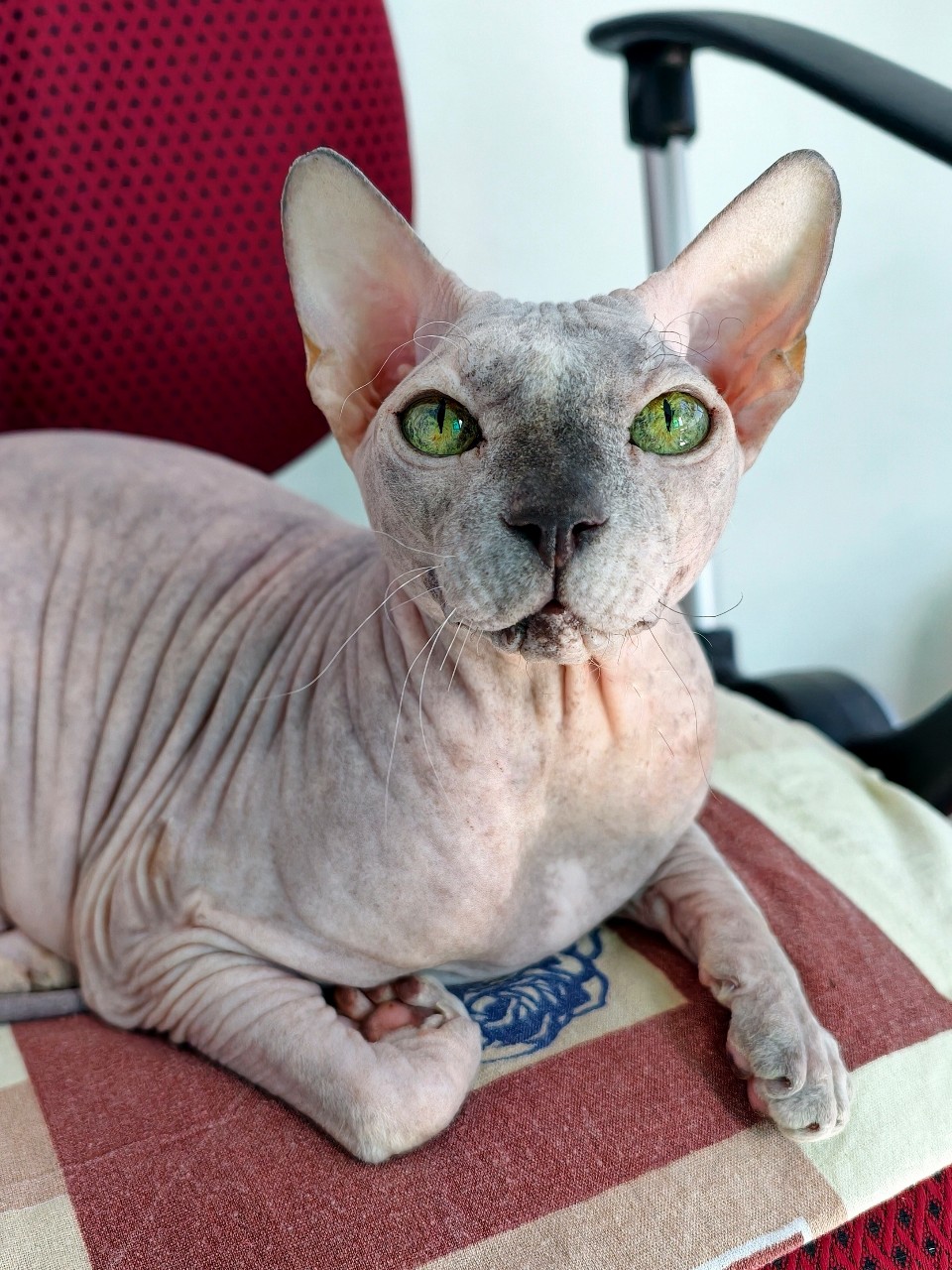 eva_sphynx_cat в LOOKY — фото 2