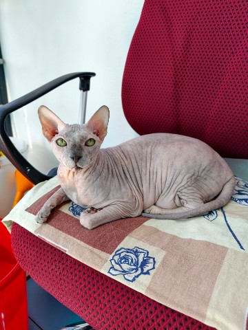 eva_sphynx_cat в LOOKY. #ева,#сфинкс,#sphynx,#донскойсфинкс,#кошка,#котики,#котэ,#лысая,#evasphynxcat,#мыизкотограмаlooky,#looky_official,#looky,#LOOKY_контент,#looky_you,#you. Привет, друзья! Отли...