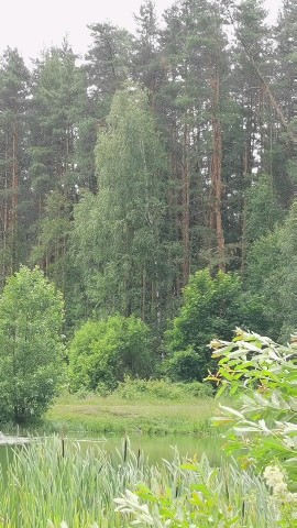 deni_kum в LOOKY. #утка,#ММР. Белая #утка в семье ...