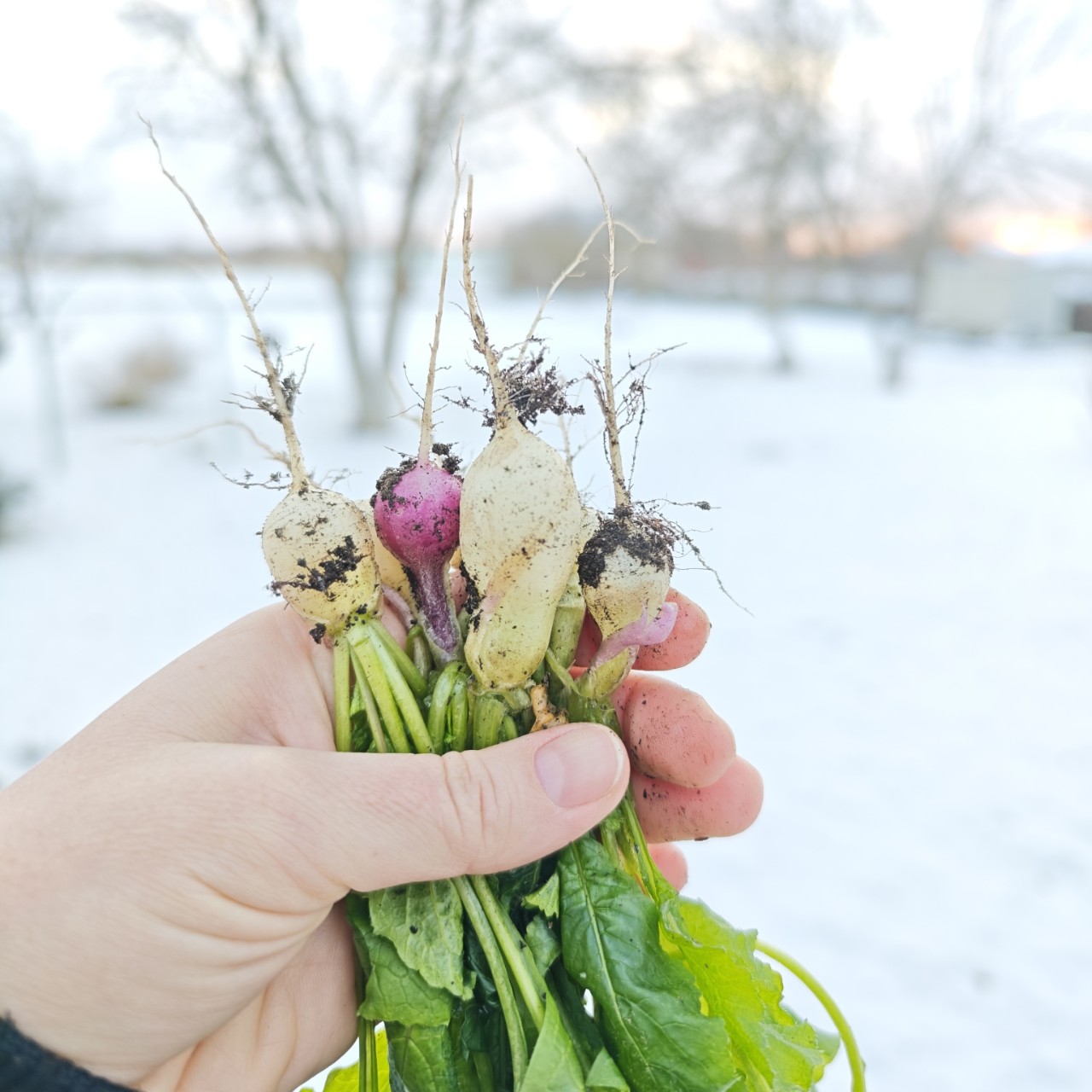 lomka в LOOKY. . Последний урожай ухо...