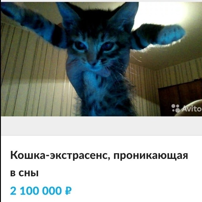 Allerborn in LOOKY. . Авито сошел с ума