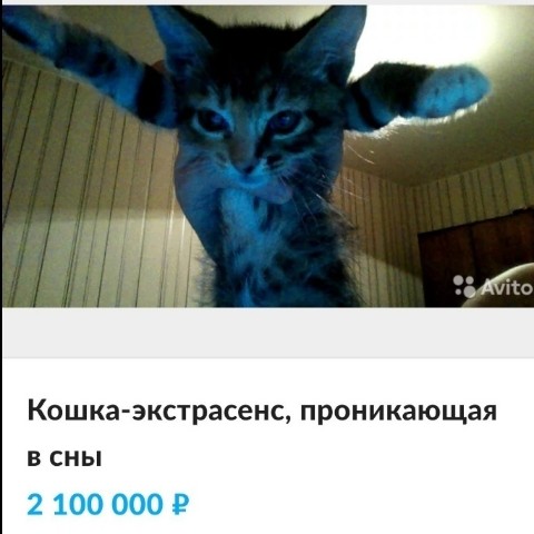 Allerborn в LOOKY. . Авито сошел с ума