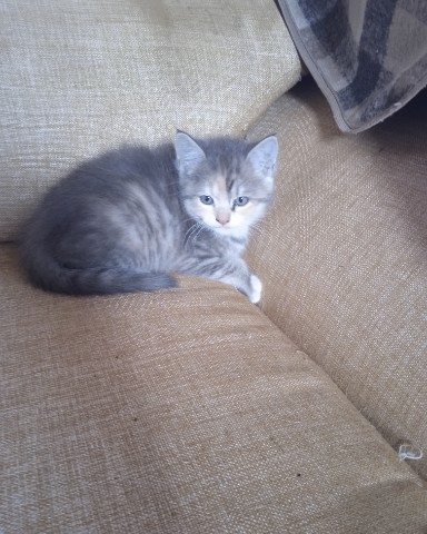 nata.45b в LOOKY. #котятавдар,#котятабесплатно,#котятаищутдом. Две чудесные девочки...