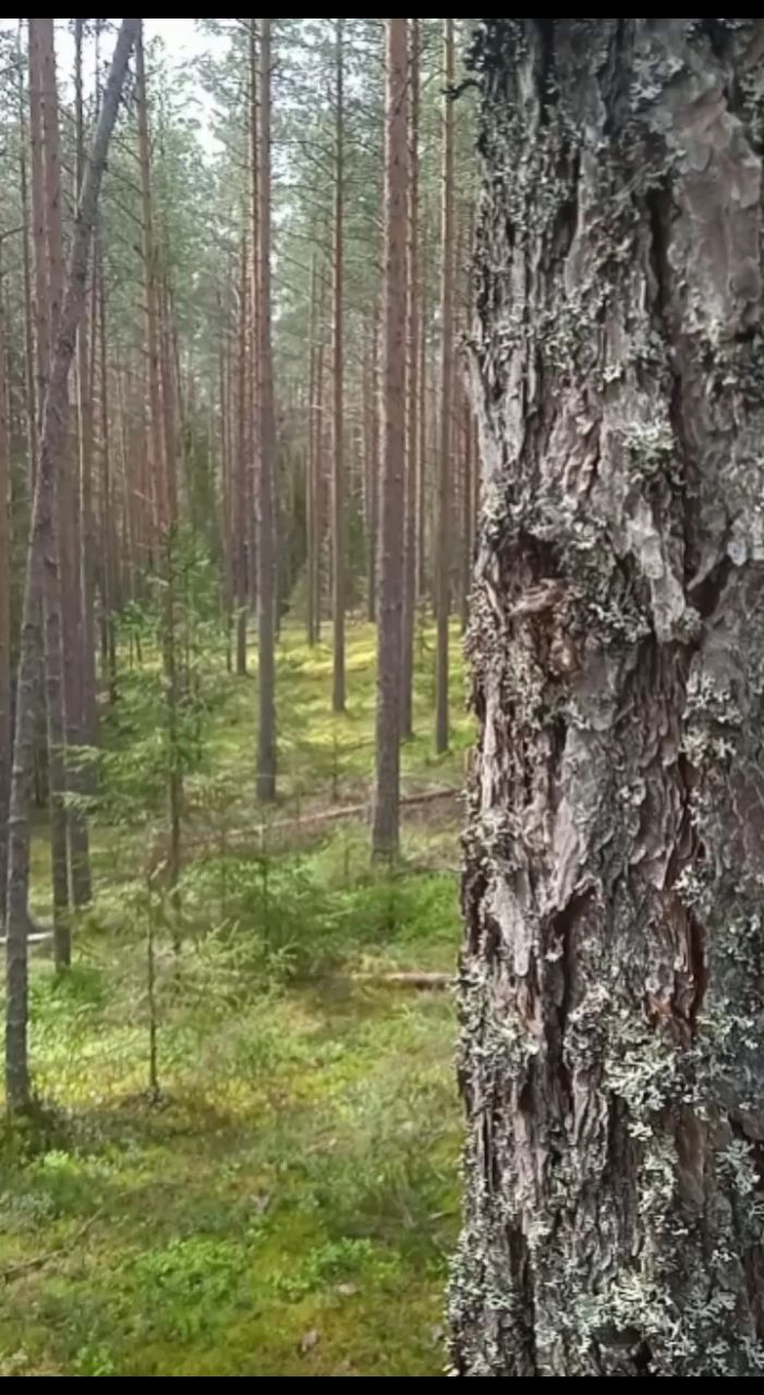 ЛисЪ в LOOKY. . Лес всё больше ожива...