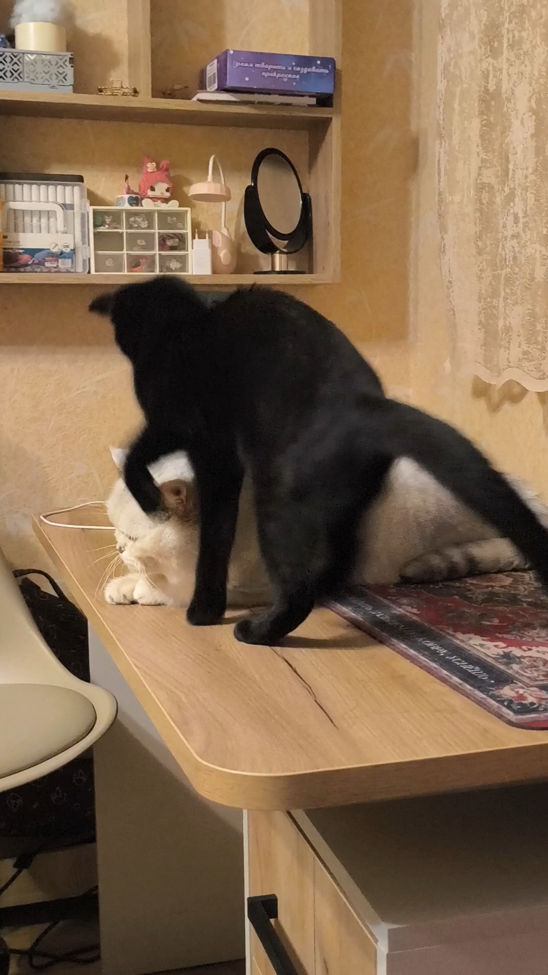 Sveta_77 в LOOKY. #кошкиикоты,#войнаполов. Война котов. Сезон 5...