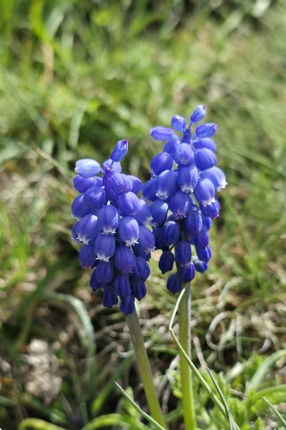 Айка в LOOKY. . Мускари армянского (...