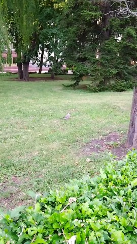 psychmind в LOOKY. . Сойка попрыгайка! Кр...