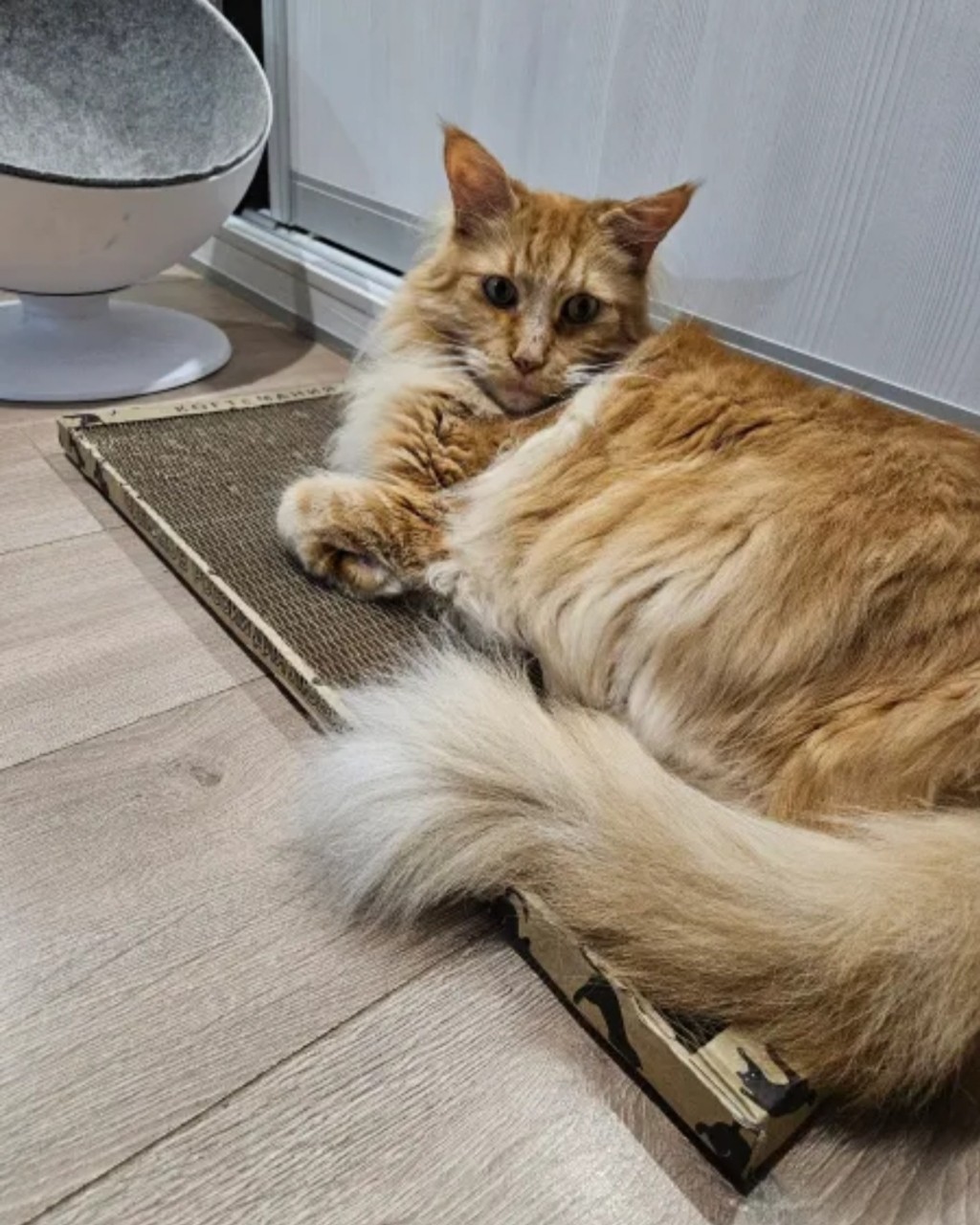 kogtedralka в LOOKY — ✅️"Постоянно повторяем эту когтеточку, кот ее любит и когти 