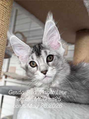 elena.vishneva в LOOKY. #redmagicline,#silvermainecoonkitten,#mainecoonkitten,#котёнокмейнкун,#питомникмейнкуновмосква. Серебряная Принцесса...
