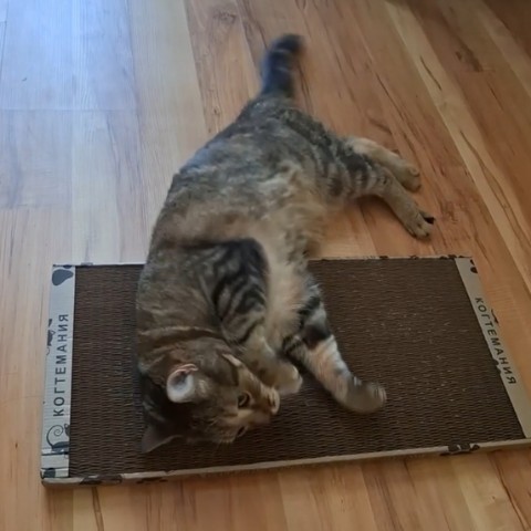 kogtedralka в LOOKY. #кошки,#котики,#котята,#прокошек,#когтеточки,#когтемания,#рекомендации,#актуальное,#важно,#cats,#питомцы,#животные,#круто,#супер,#номер1,#чудо,#интересно,#красота,#сегодня,#счастье,#любовь,#лучшаякогтеточка,#топ. ✅️"Кошка довольна 😸...