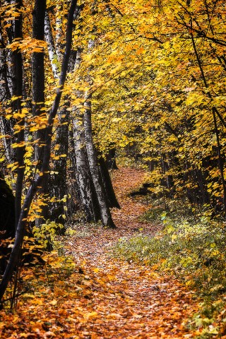 poboruev_landscape в LOOKY. #природа,#лес,#парк,#осень,#золотаяосень,#дорожка,#тропинка,#листва,#листопад,#берёзки. Медленно уходит осен...