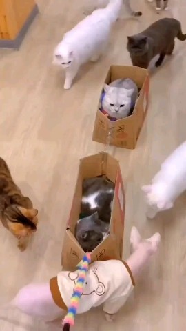 Looky_172340632299820 в LOOKY. . Котопоезд