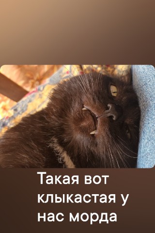 anna.litasova в LOOKY. . Котяхины клыки.#кот#...