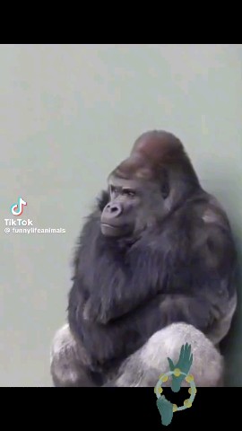  в LOOKY — публикация