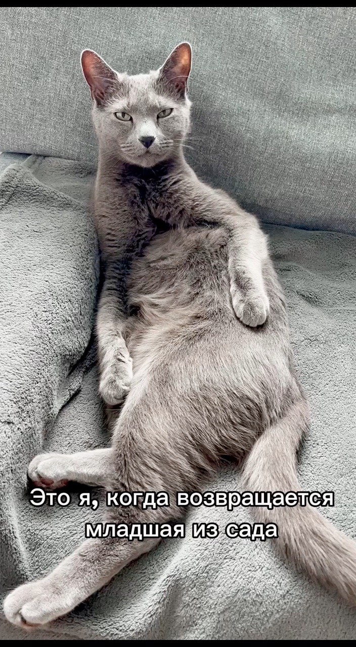 Margo_Levi в LOOKY. #юмор,#котики. ✨
Лежу себе, лежу…
А...
