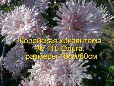 svetlanaklimenko603te9ps1k в LOOKY. . Принимаю заказы на в...