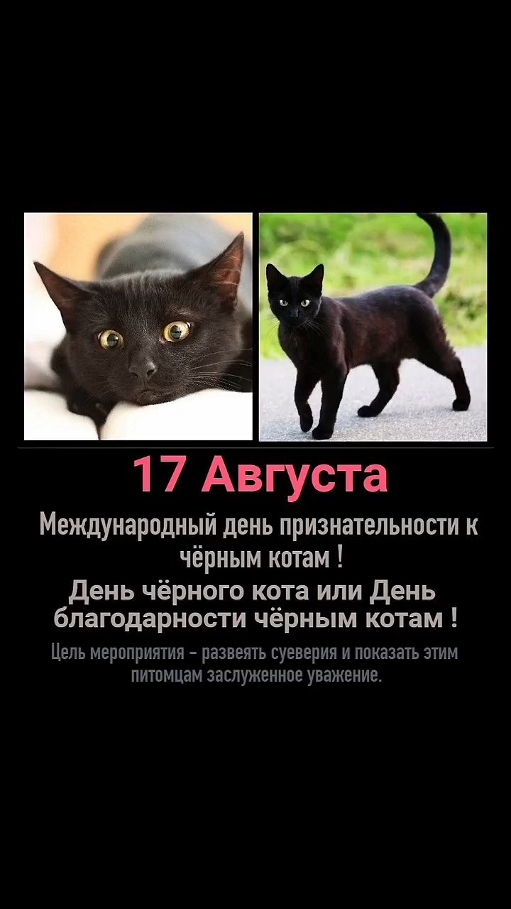 pserge61 в LOOKY. #БлоггерЛёваиК,#ПрайдПроДеньБлагодарностиЧёрнымКошкам,#ПрайдПроДеньЗащитыЧёрногоКота,#рыжийкот,#чёрныйкот,#ориентал,#сфинкс,#норвежскийлеснойкот,#русскоевропейскаялайка,#мыизкотограма,#BlackCatAppreciationDay,#RedCat,#Oriental,#Sphinx,#NorwegianForestCat,#Laika. <<ДЕНЬ БЛАГОДАРНОСТИ...