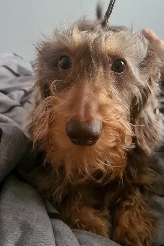 M A-a1909 в LOOKY. #doxie,#doglovers,#sausagedog,#cutedog,#sausagedogcentral,#doggo,#sausagedoglove,#dachshundoftheday,#doxieworld,#dackel,#dach,#dachshund_love,#dachshunds,#жесткошерстнаятакса,#миниатюрнаятакса,#минитакса,#таксажесткошерстная,#таксы,#минитакса,#таксажесткошерстная,#мраморнаятакса. #doxie #doglovers #s...