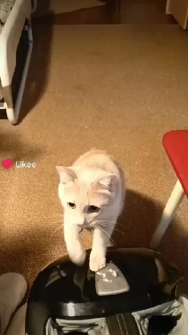 Looky_1698402937285 в LOOKY. . Наш рыжий Котопес)