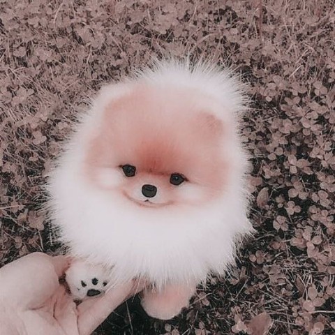 Looky_1699208169933 в LOOKY. . Щенята