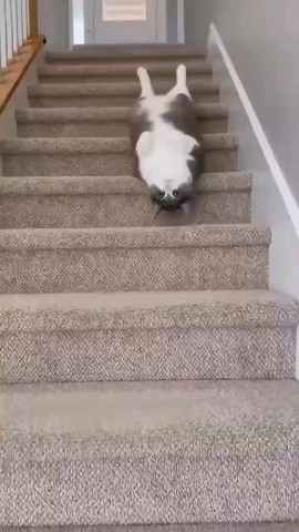 Лунный Лис in LOOKY. . 