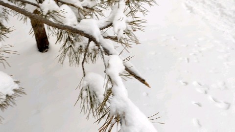 o_ryb в LOOKY. . Зима никак не хочет ...