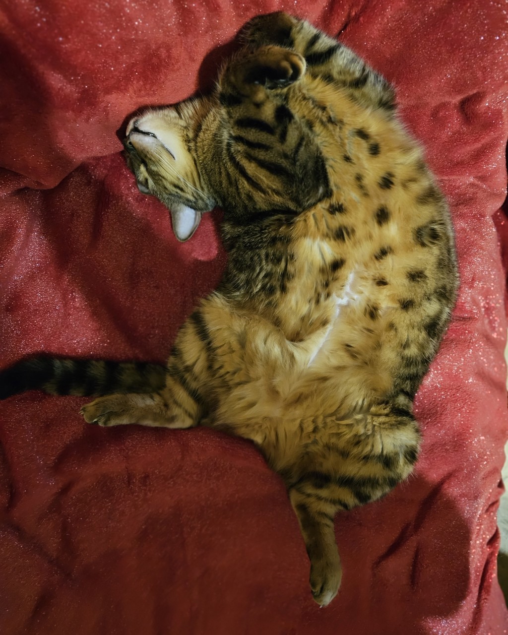 bengal_leonard19 в LOOKY — Спите так каждый день, и спина болеть не будет 😹
.
#мыизкот