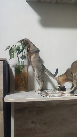 ekaterinatonkikh в LOOKY. . Наши ЖОПАШНИК, ❤️